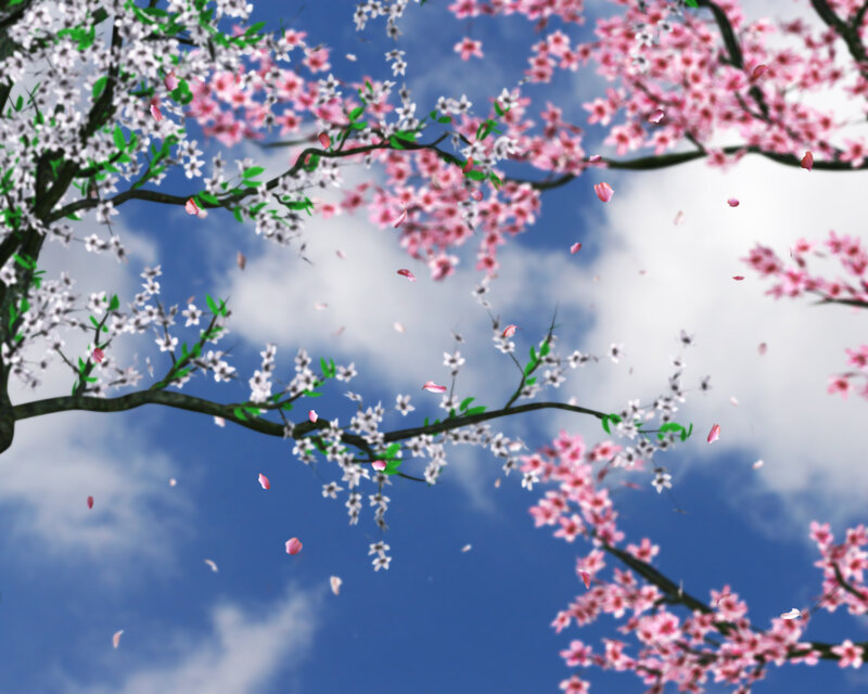 Cherry Blossom Branches — Pink, Serene, Spring, Digital Art