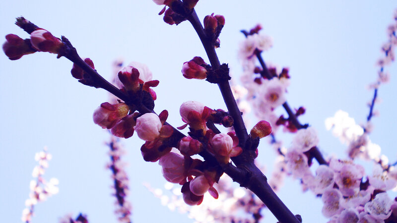 Cherry Blossom Branches — Pink, Serene, Spring, Photograph, Blossoms