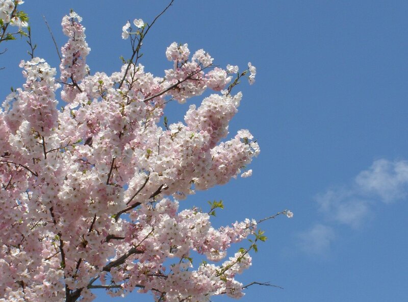 Cherry Blossom Branches — Pink, Serene, Spring, Photograph, Blue Sky