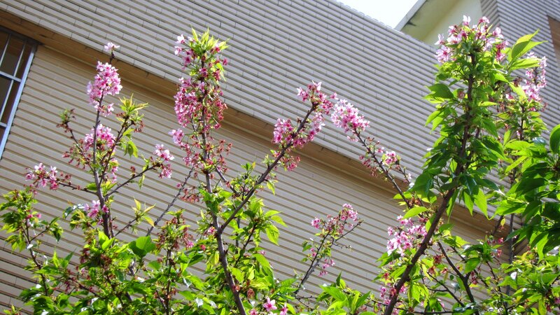 Cherry Blossom Branches — Pink, Serene, Spring, Photograph, Building