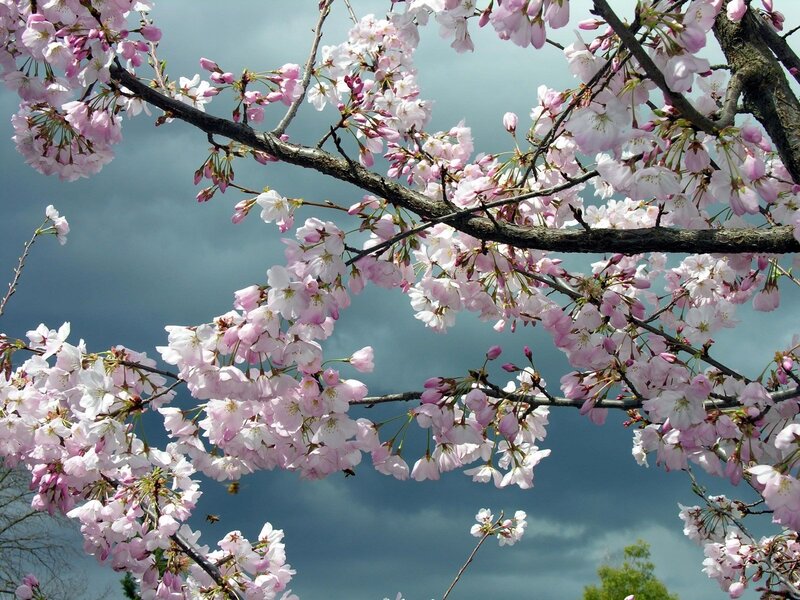 Cherry Blossom Branches — Pink, Serene, Spring, Photograph, Clouds