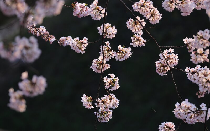 Cherry Blossom Branches — Pink, Serene, Spring, Photograph, Flowers, Dark Background, White, Black
