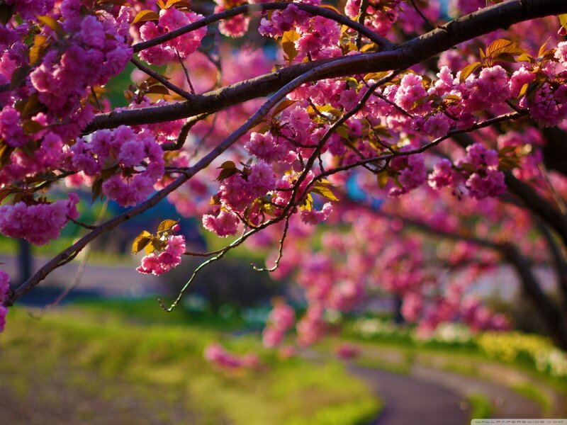 Cherry Blossom Branches — Pink, Serene, Spring, Photograph, Flowers, Grass