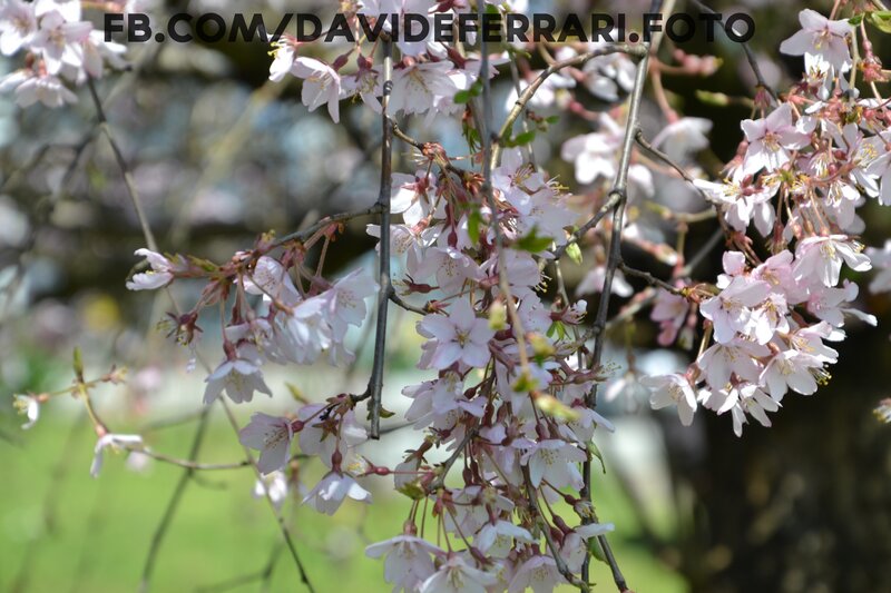 Cherry Blossom Branches — Pink, Serene, Spring, Photograph, Flowers, Leaves, White, Green