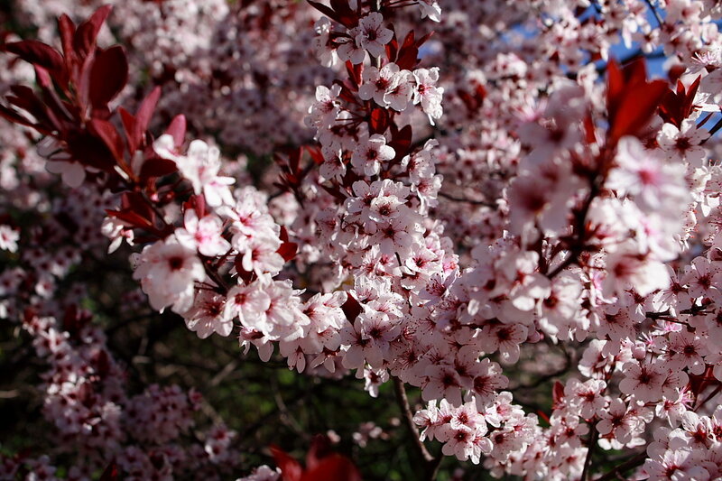 Cherry Blossom Branches — Pink, Serene, Spring, Photograph, Flowers, Leaves, White, Red