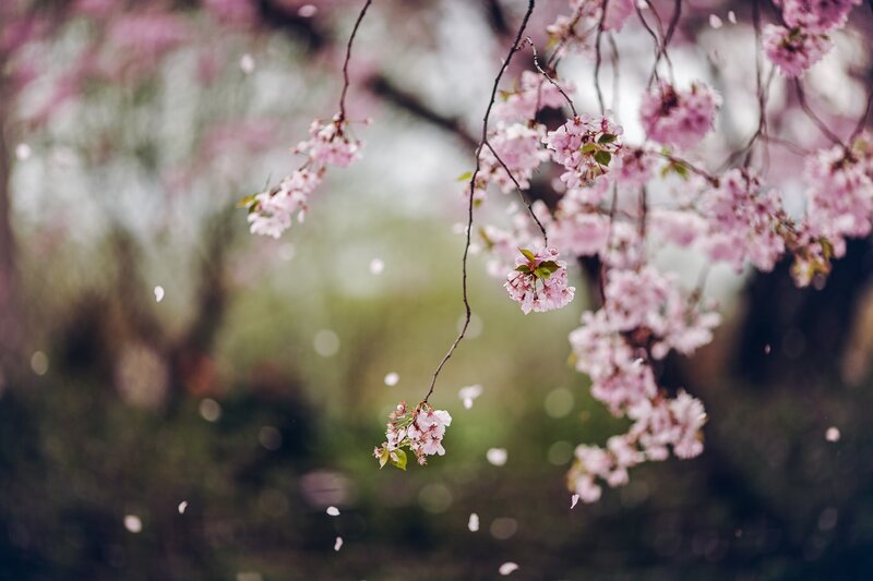 Cherry Blossom Branches — Pink, Serene, Spring, Photograph, Flowers, Petals