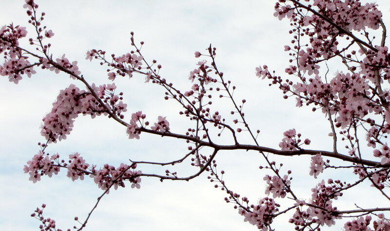 Cherry Blossom Branches — Pink, Serene, Spring, Photograph, Flowers, Sky, Brown
