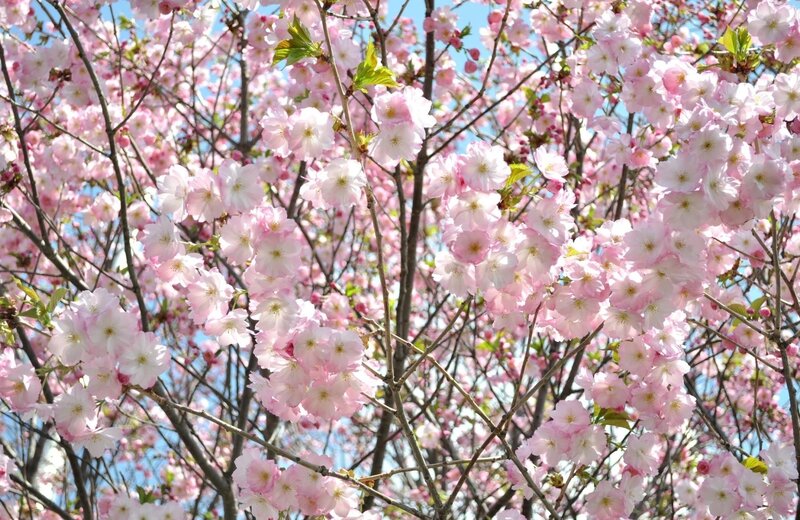 Cherry Blossom Branches — Pink, Serene, Spring, Photograph, Flowers, Sky, Leaves