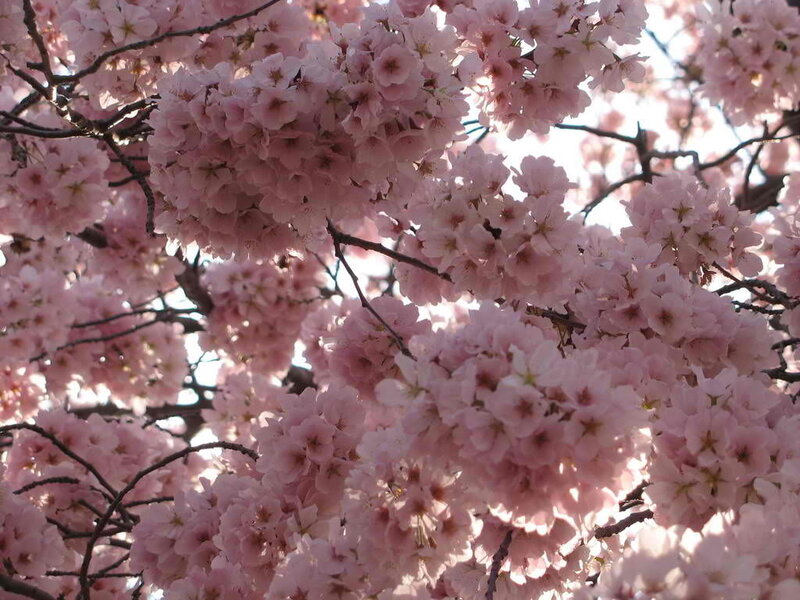 Cherry Blossom Branches — Pink, Serene, Spring, Photograph, Flowers, Sky