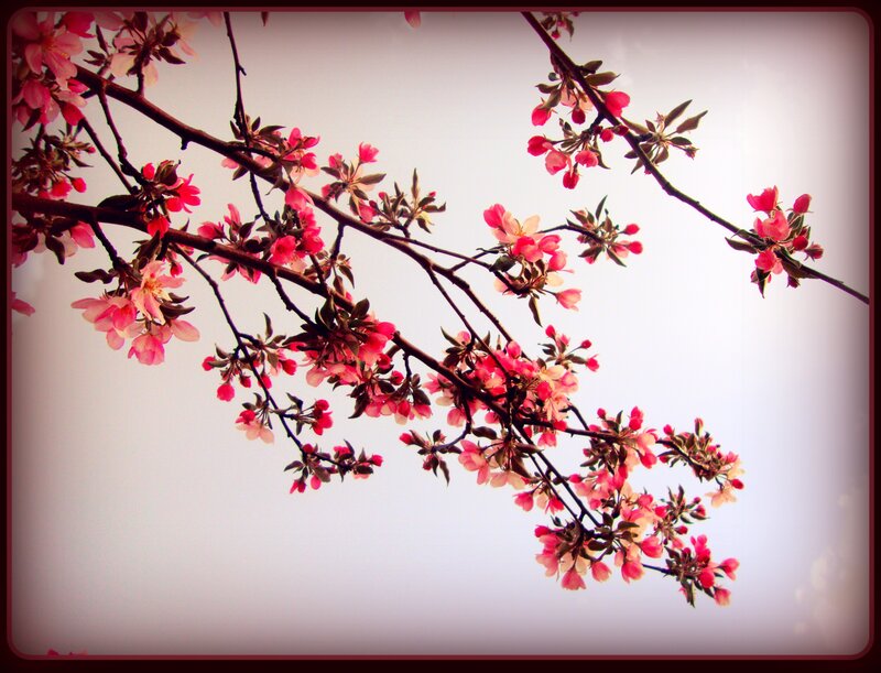 Cherry Blossom Branches — Pink, Serene, Spring, Photograph, Flowers, Sky, White, Brown