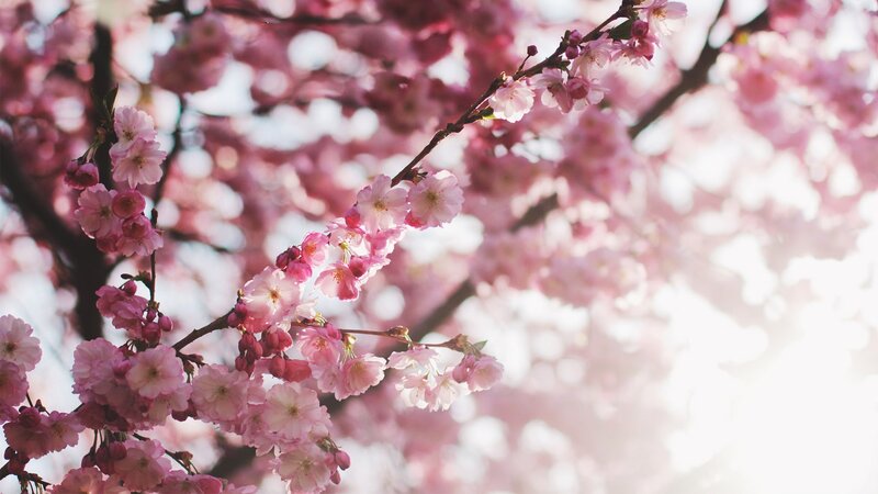 Cherry Blossom Branches — Pink, Serene, Spring, Photograph, Flowers, Sunlight