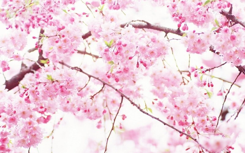 Cherry Blossom Branches — Pink, Serene, Spring, Photograph, Flowers