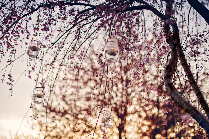 Cherry Blossom Branches — Pink, Serene, Spring, Photograph, Glass Jars