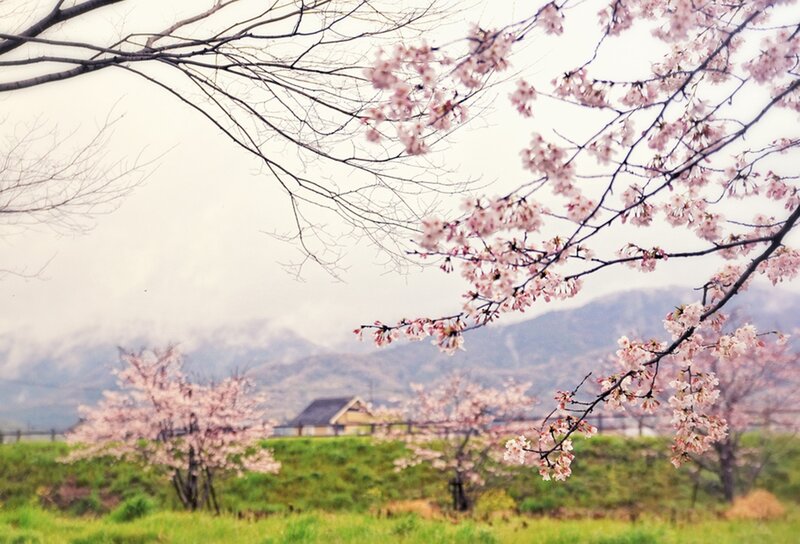 Cherry Blossom Branches — Pink, Serene, Spring, Photograph, Mountains
