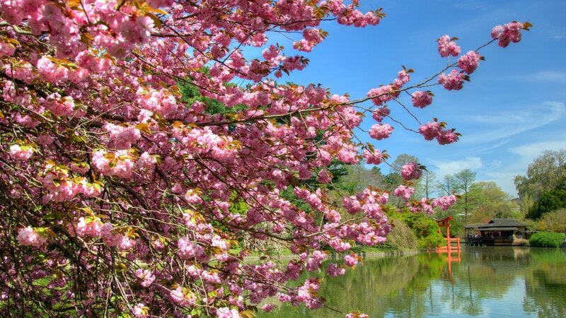 Cherry Blossom Branches — Pink, Serene, Spring, Photograph, Pond