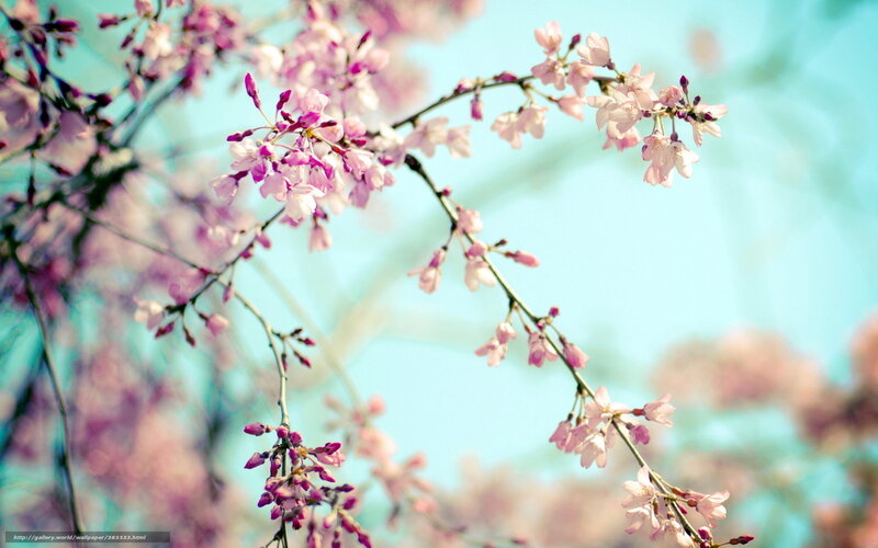 Cherry Blossom Branches — Pink, Serene, Spring, Photograph, Sky, Blossoms