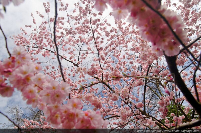 Cherry Blossom Branches — Pink, Serene, Spring, Photograph, Sky, Clouds