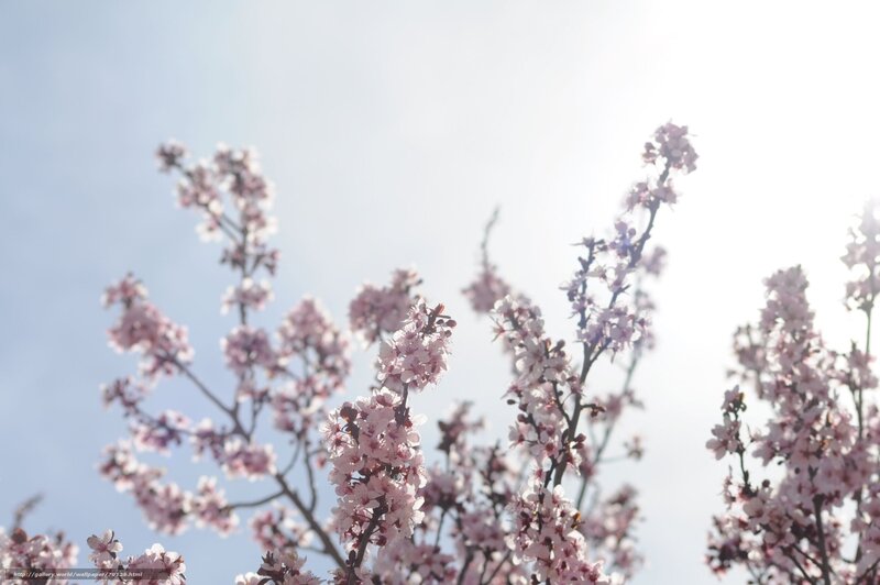 Cherry Blossom Branches — Pink, Serene, Spring, Photograph, Sky, Flowers