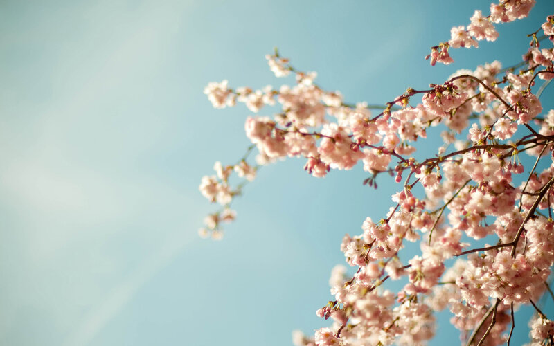 Cherry Blossom Branches — Pink, Serene, Spring, Photograph, Sky