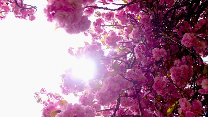 Cherry Blossom Branches — Pink, Serene, Spring, Photograph, Sunlight