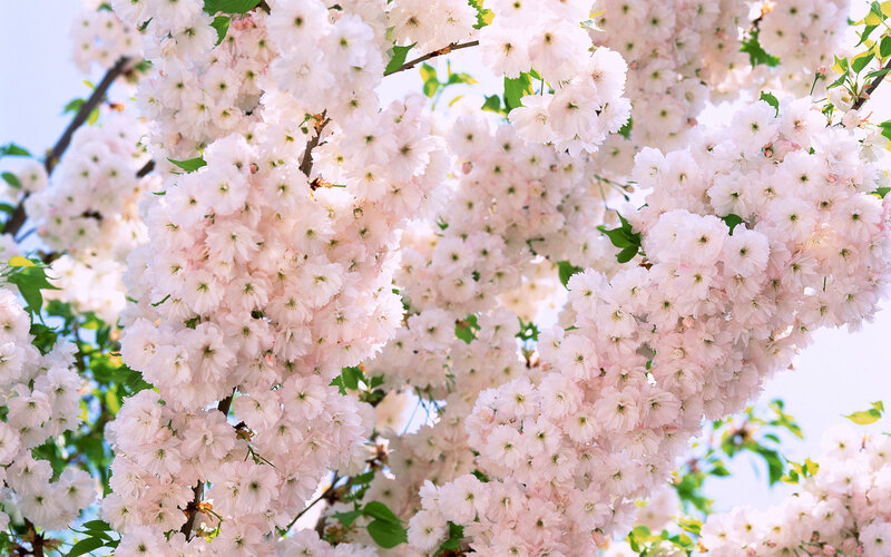 Cherry Blossom Branches — Pink, Serene, Spring, Photograph