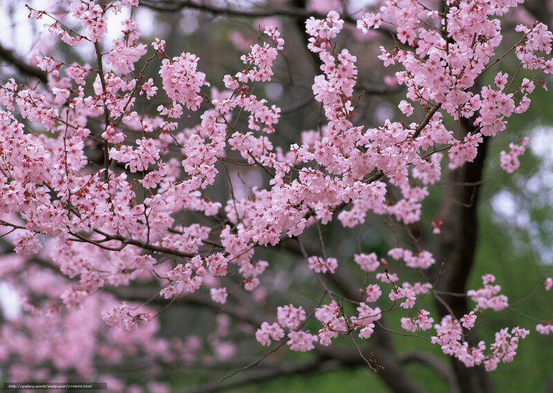 Cherry Blossom Branches — Pink, Serene, Spring, Photograph, Tree, Flowers