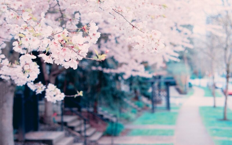 Cherry Blossom Branches — Pink, Serene, Spring, Photograph, Tree, Path