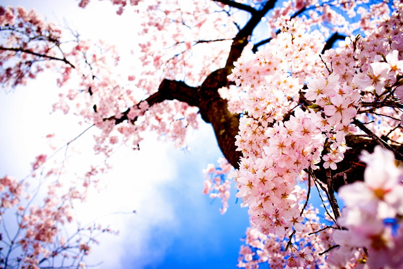 Cherry Blossom Branches — Pink, Serene, Spring, Photograph, Tree, Sky, Flowers