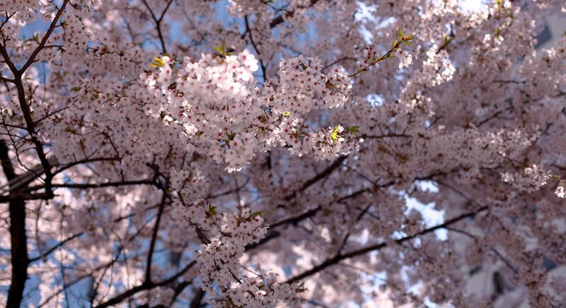 Cherry Blossom Branches — Pink, Serene, Spring, Photograph, Tree, Sky, Flowers, White