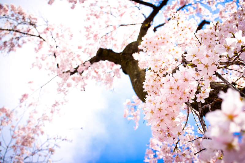Cherry Blossom Branches — Pink, Serene, Spring, Photograph, Tree, Sky