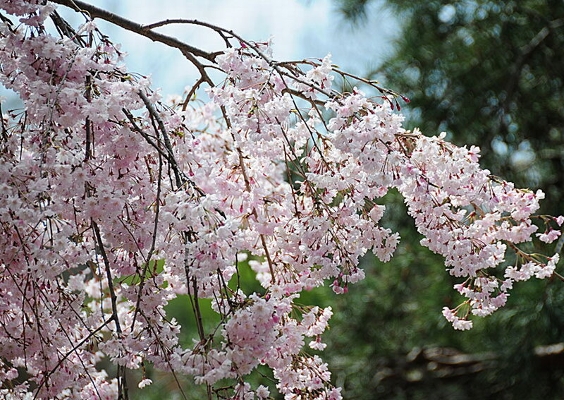Cherry Blossom Branches — Pink, Serene, Spring, Photograph, Tree