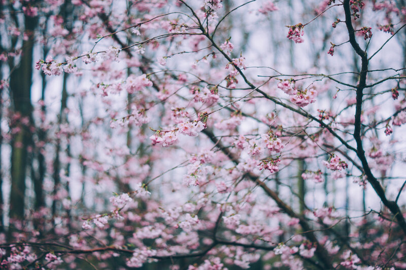 Cherry Blossom Branches — Pink, Serene, Spring, Photograph, Trees, Blossoms