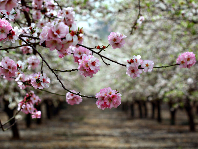 Cherry Blossom Branches — Pink, Serene, Spring, Photograph, Trees, Flowers