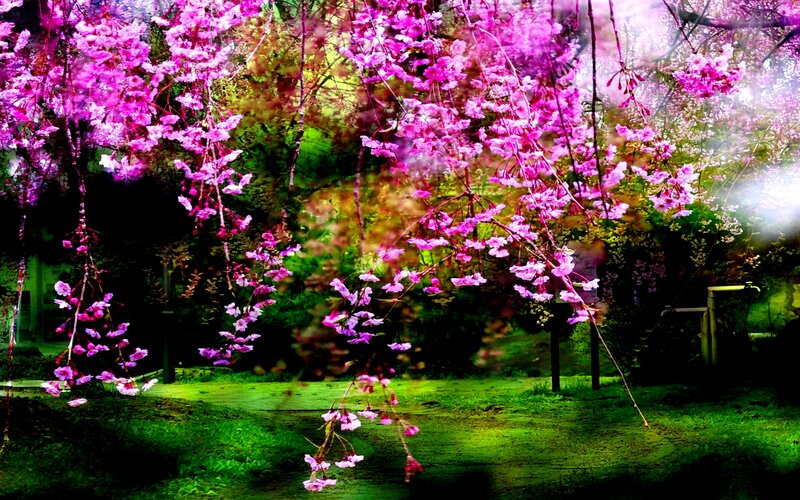 Cherry Blossom Branches — Pink, Serene, Spring, Photograph, Trees, Grass