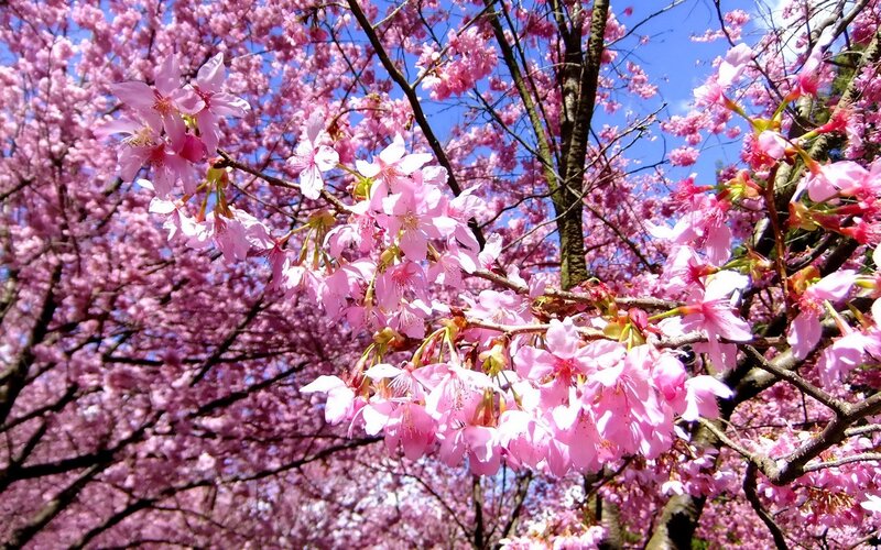 Cherry Blossom Branches — Pink, Serene, Spring, Photograph, Trees, Sky