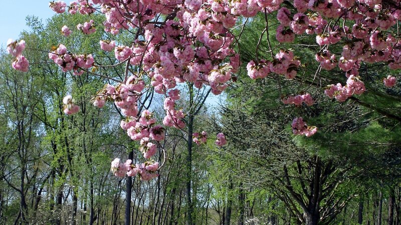 Cherry Blossom Branches — Pink, Serene, Spring, Photograph, Trees