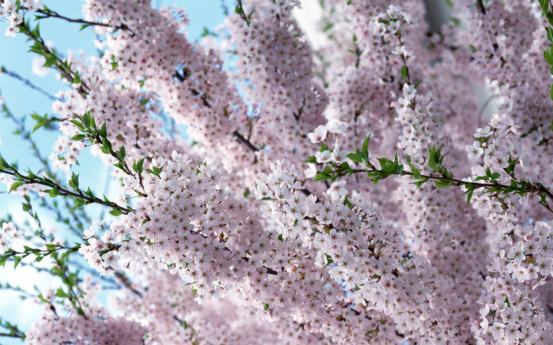 Cherry Blossom Branches — Pink, Serene, Spring