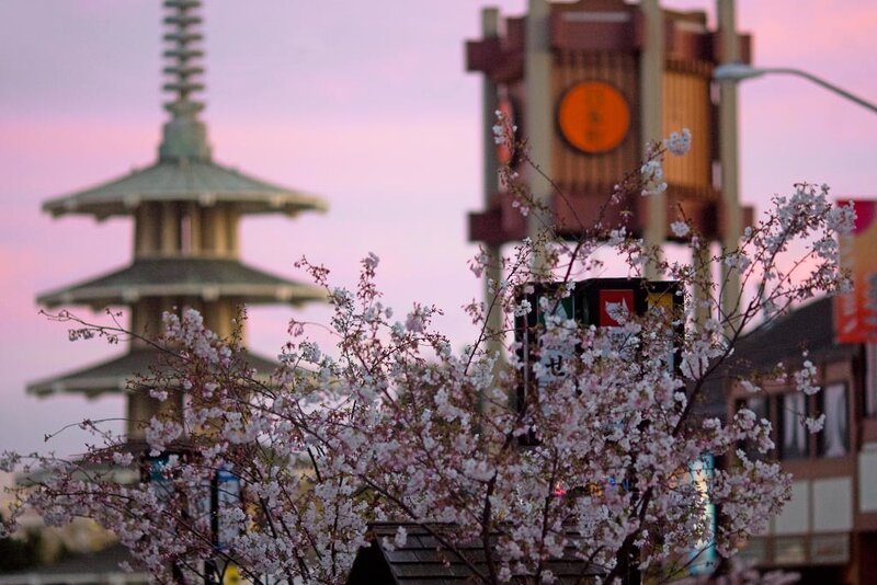 Cherry Blossom Branches — Pink, Serene