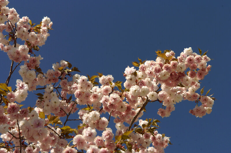 Cherry Blossom Branches — Pink