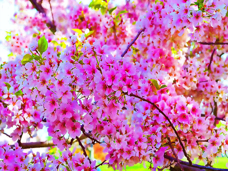 Cherry Blossom Branches — Pink, Vibrant