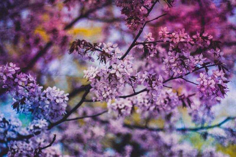 Cherry Blossom Branches — Purple, Serene, Spring, Photograph
