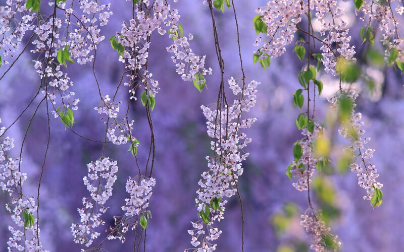 Cherry Blossom Branches — Purple, Serene, Spring