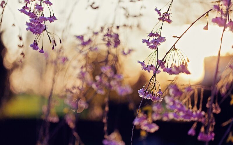 Cherry Blossom Branches — Purple, Serene, Sunset