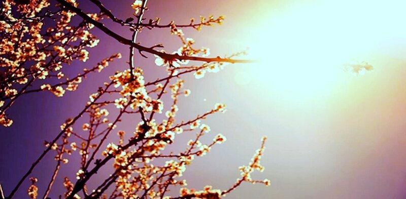 Cherry Blossom Branches — Purple