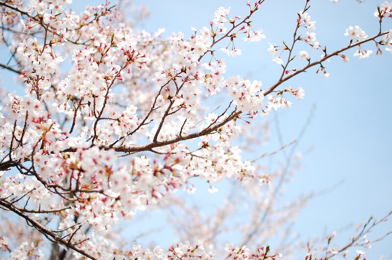 Cherry Blossom Branches — Sky