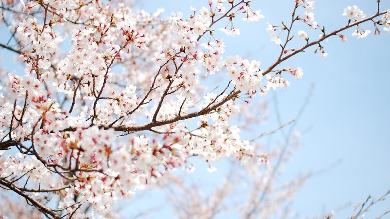 Cherry Blossom Branches — White, Photograph