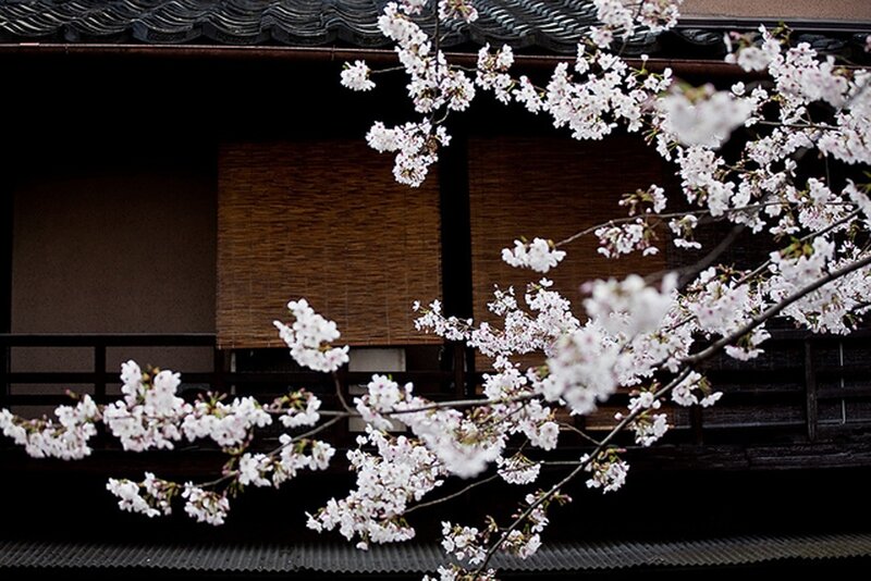 Cherry Blossom Branches — White, Serene, Spring, Photograph, Building