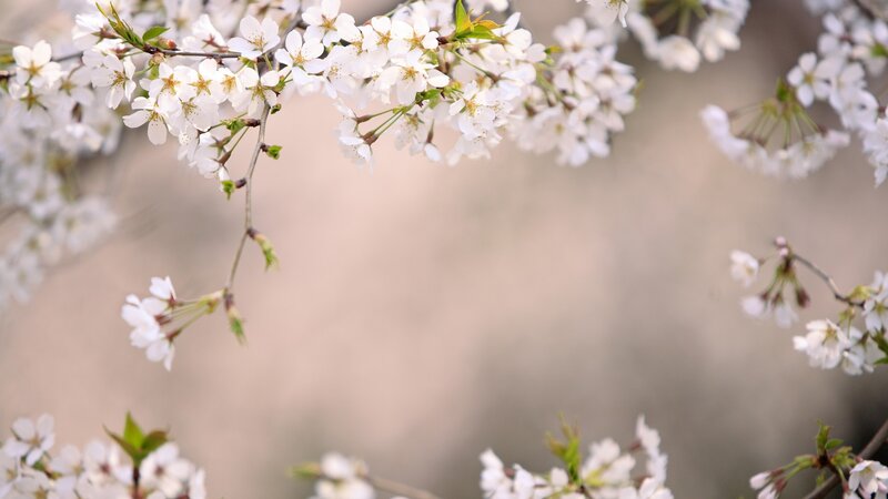Cherry Blossom Branches — White, Serene, Spring, Photograph, Flowers, Leaves, Green