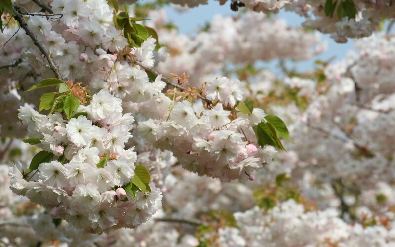 Cherry Blossom Branches — White, Serene, Spring, Photograph, Flowers, Leaves, Sky, Pink