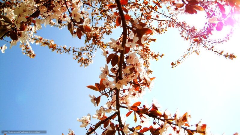 Cherry Blossom Branches — White, Serene, Spring, Photograph, Flowers, Leaves, Sky